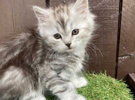 FOR SALE MAINE COON x SIBERIAN FOREST CAT