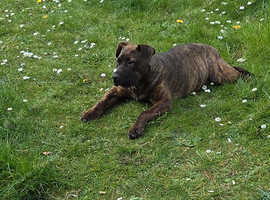 Presa x female for sale
