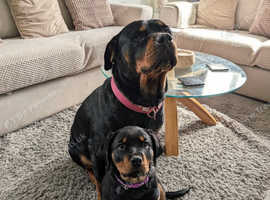 12 week old female Rottweiler Puppy