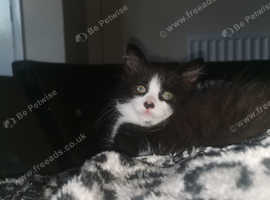 Half blue Russian kitten for sale needs loving home