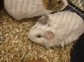 2 female guinea pigs urgent rehome