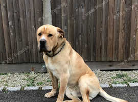 Cane corso male 3 yrs old