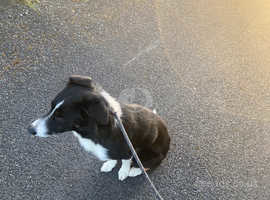 2 year old Border Collie needs a new home
