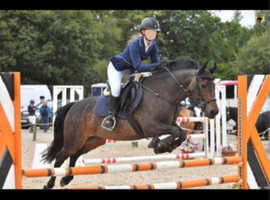Stunning 14.2 Welsh D cross