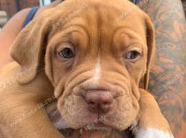 7weeks old. 3/4 dogue
