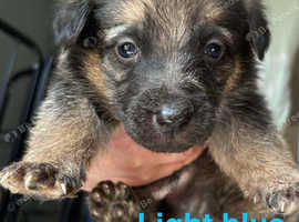 11 German shepherd puppies
