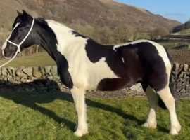 Flashy Pony Club All Rounder