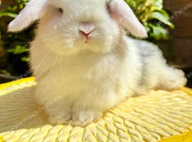 Lovely baby Mini Lop Doe