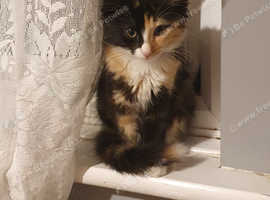 Kittens