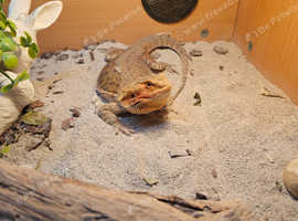 Bearded dragon and full set up