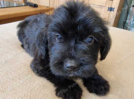 Mini wheaten terrier for hot sale sale