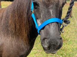 Beautiful Falabella Companion Mare For Sale