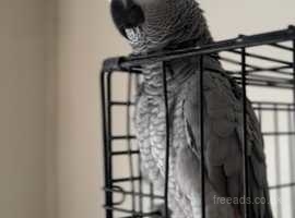 Beautiful 8 year old African grey parrot