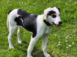 Mixed breed