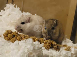 2 Male Gerbils Looking For Their New Home
