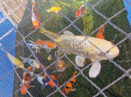 Various koi for sale, most between 8 and 12 inch