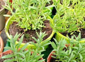 plants for sale