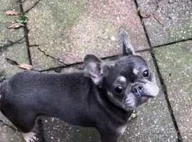 French Bulldog Blue & Tan 3 years old female for sale