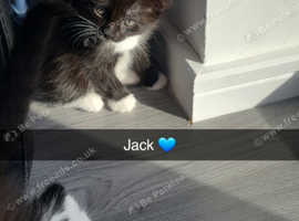 Mine Coon mixed kittens