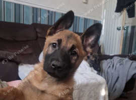 Belgian malinois x Sharpei