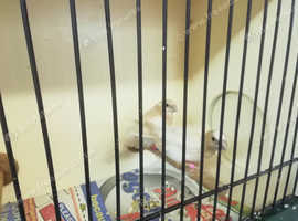 Bengalese finches