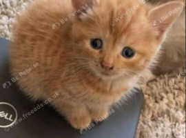 Ginger ragamuffin