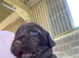 Sprocker puppies for sale