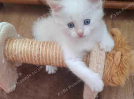 Siberian / Ragdoll