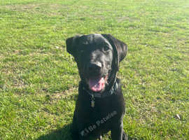 Male Labrador puppy