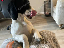 14month Old Pointer X Cocker Spaniel In Leicestershire On Freeads 