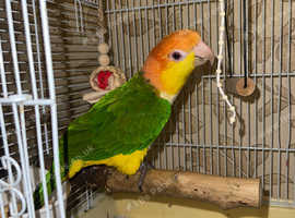 Baby yellow thighed caique available in Glasgow