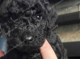 Stunning cockapoo puppies 6 weeks old