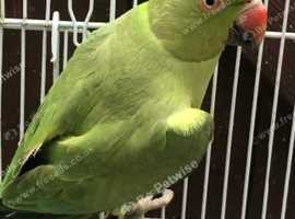 Ringneck with cage