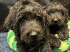 Bernedoodle Puppies - Boy & Girl
