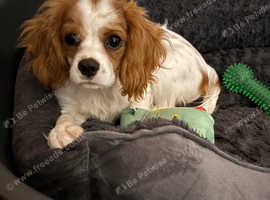 Female cavalier pup