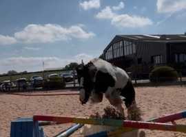 coulored cob