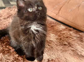 boy 8 weeks cross