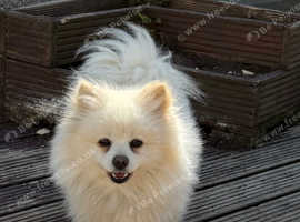Cheeky Pomeranian boy