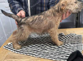STUNNING WHEATEN TERRIERS