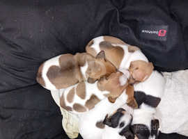 Jack russell's puppies