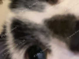 6 month old kitten for sale