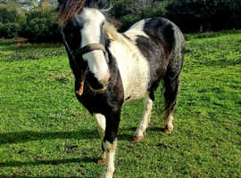 Full Loan Really gorgeous 12.2-13hh gelding