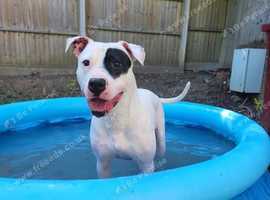 Female american bulldog
