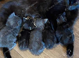 Adorable Maine Coon X Kittens