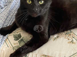 Lovely Thomas black male looking four a new family to give them love and to recive back