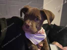 North American mastiff x