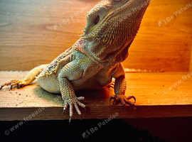 Bearded dragon with full set up