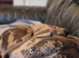 Boxer cross Swiss shepherd