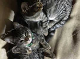Bengal kittens
