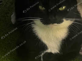 cat